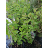 Obiela groniasta-Exochorda racemosa