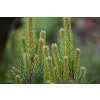 Sosna czarna Green Tower - Pinus nigra