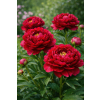 Piwonia chińska Eliza Lundy - Paeonia lactiflora