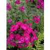 Płomyk wiechowaty Famous Magenta - Phlox paniculata