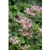 Rozchodnik Tricolor - Sedum spurium