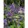 Kocimiętka żyłkowa Neptune - Nepeta nervosa