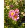 Złocień ogrodowy - Chrysanthemum indicum (hortorum)