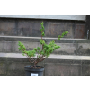 Jałowiec chiński Shimpaku - Juniperus chinensis 0084