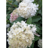 Hortensja bukietowa Grandiflora-Hydrangea paniculata