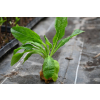 Naparstnica Digiplexis Berry Canary PBR - Digitalis hybrida