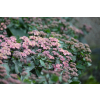 Rozchodnik ogrodowy Globe Purple - Sedum hybridum