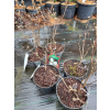 Fotergilla olszolistna Suzanne-Fothergilla gardenii
