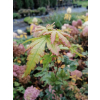 Klon palmowy-Acer palmatum