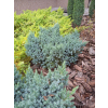 Jałowiec łuskowy Blue Star-Juniperus squamata