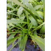 Dzielżan Hoopesa-Helenium Hoopesa