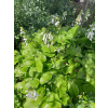 Funkia zielona-Hosta