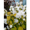 Jaśminowiec Yellow Hill-Philadelphus