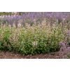 Kocimiętka wielkokwiatowa Dawn to Dusk - Nepeta grandiflora