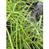 Miskant chiński Strictus Dwarf-Miscanthus sinensis