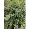 Grab pospolity-Carpinus betulus