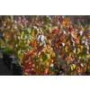 Ambrowiec amerykański - Liquidambar styraciflua