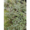 Wierzba Moorei-Salix x grahamii