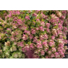 Oregano Kent Beauty - Origanum rotundifolium