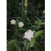 Platykodon biały-Platycodon grandiflorus