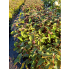 Hortensja kosmata Hot Chocolate-Hydrangea aspera