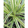 Turzyca japońska Gold Band-Carex morrowii
