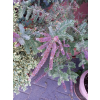 Amorfa sina-Amorpha canescens