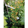 Ognik Soleil d`Or-Pyracantha