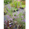Lawenda ogrodowa-Lavandula vera