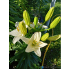 Lilia azjatycka Ivory Pixie-Lilium asiatic