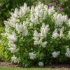 Lilak pospolity Rochester - Syringa vulgaris