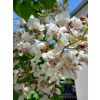 Katalpa zwyczajna-Catalpa bignonioides