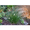 Rozplenica japońska-Pennisetum alopecuroides Little Bunny