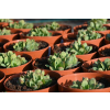 Rozchodnik okazały Meteor - Sedum spectabile