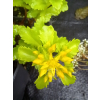 Rozchodnik kaukaski-Sedum spurium