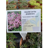 Macierzanka piaskowa Magic Carpet - Thymus serpyllum
