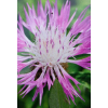 Chaber białawy - Centaurea dealbata