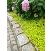 Tojeść rozesłana Goldilocks-Lysimachia nummularia