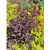 Perukowiec podolski Lilla-Cotinus coggygria