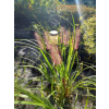 Rozplenica japońska Red Head - Pennisetum alopecuroides
