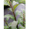Trzmielina oskrzydlona Rudy Haag-Euonymus alatus