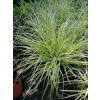 Turzyca oszimska K2 - Carex oshimensis