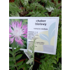 Chaber białawy - Centaurea dealbata