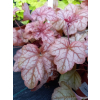 Żuraweczka-Heucherella Copper Cascade