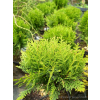 Żywotnik zachodni Danica-Thuja occidentalis