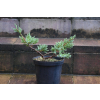 Jalowiec łuskowy Holger - Juniperus squamata 0004