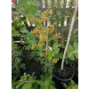 Ognik Soleil d`Or-Pyracantha