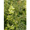 Żylistek wysmukły Marmorata-Deutzia gracilis
