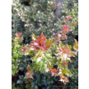 Ostrokrzew Red Beauty-Ilex