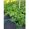 Orlik niski-Aquilegia vulgaris